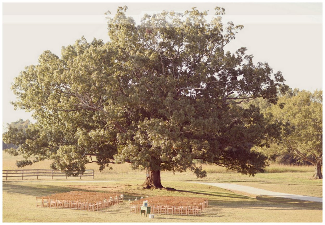 Горчичное дерево в Израиле
