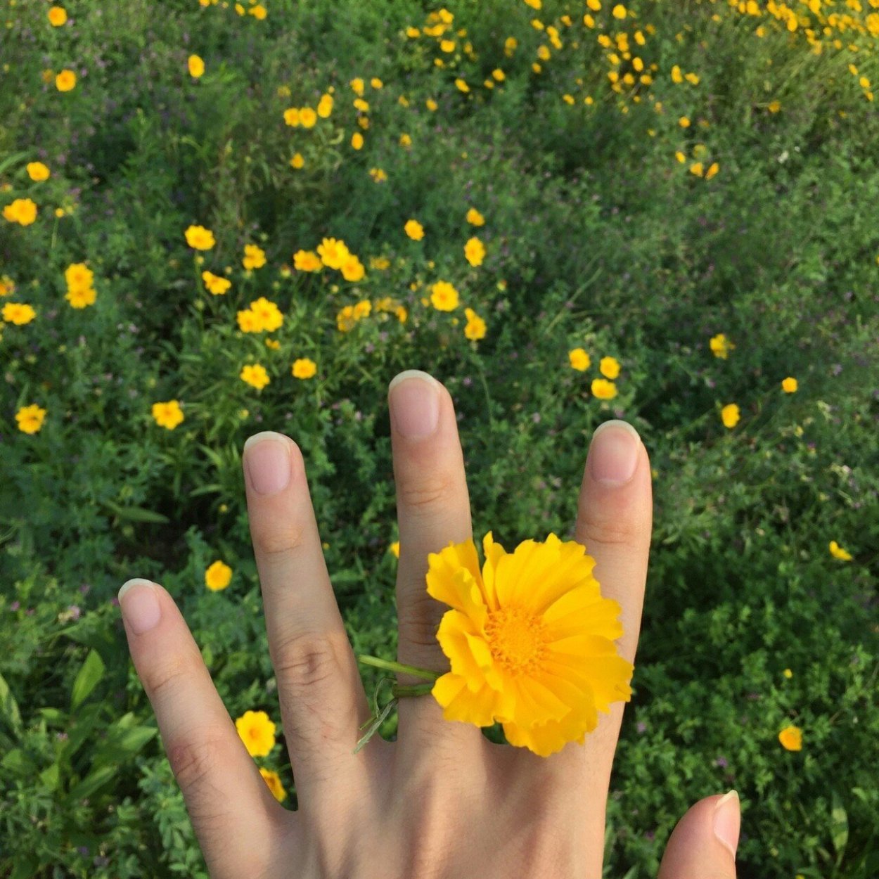 Желтый Эстетика руки