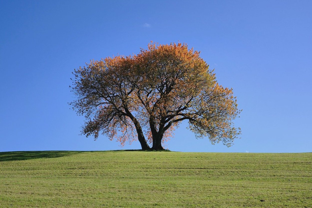 Пекановые деревья