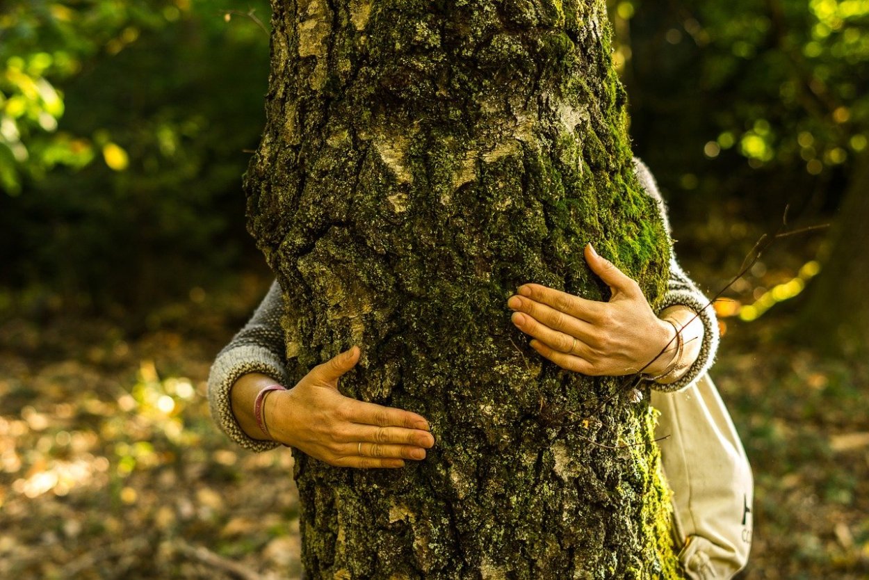 Фото здоровых деревьев