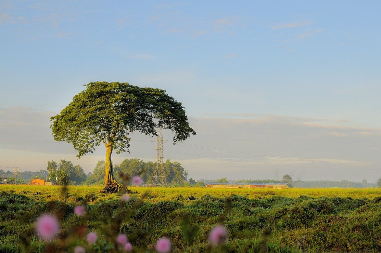 Горчичное дерево фото