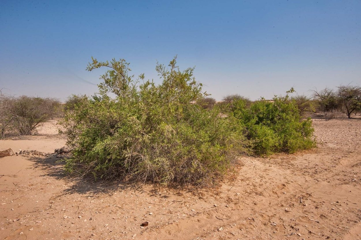 Сальвадора Персидская горчичное дерево