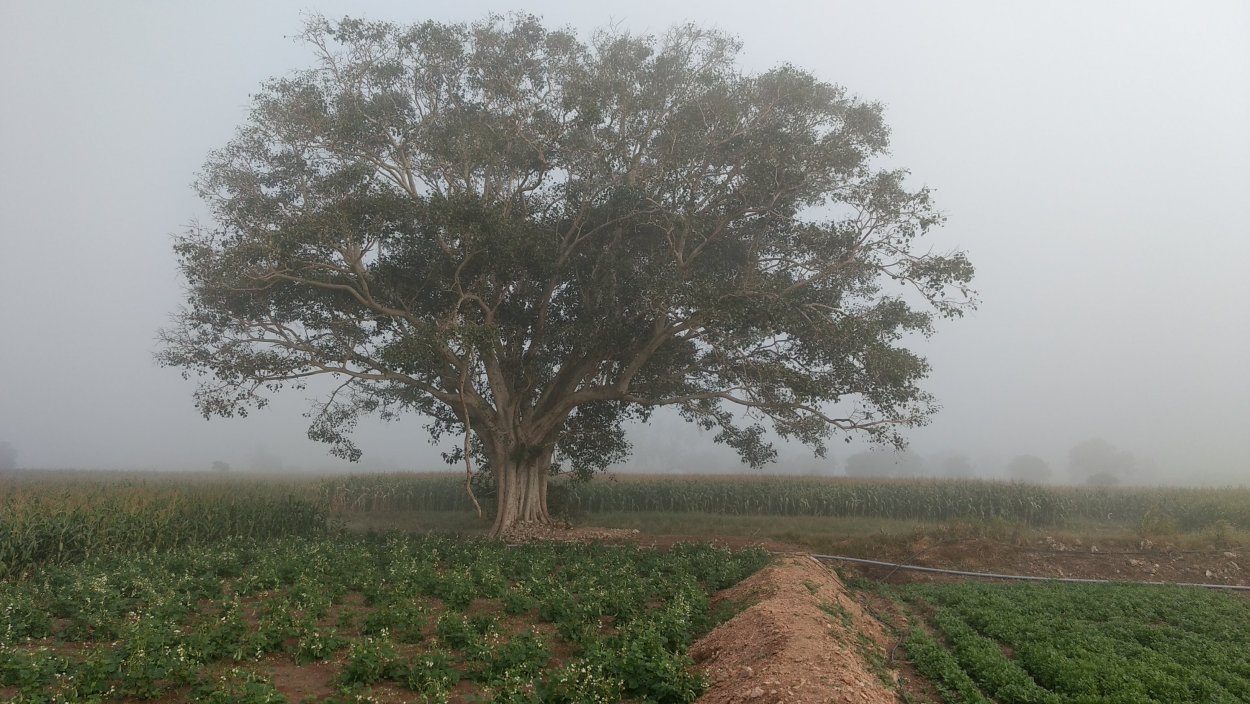The Parable of the barren Fig Tree