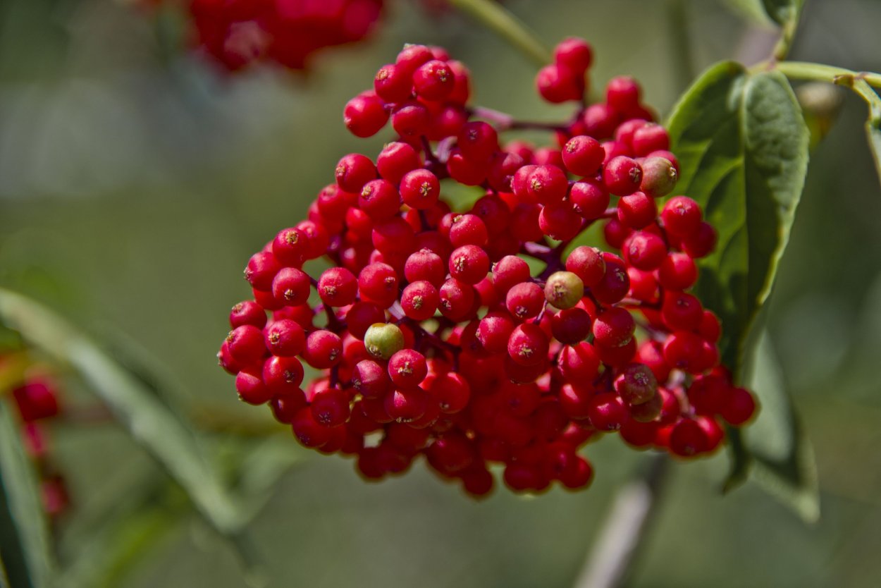 Бузина красная Sambucus