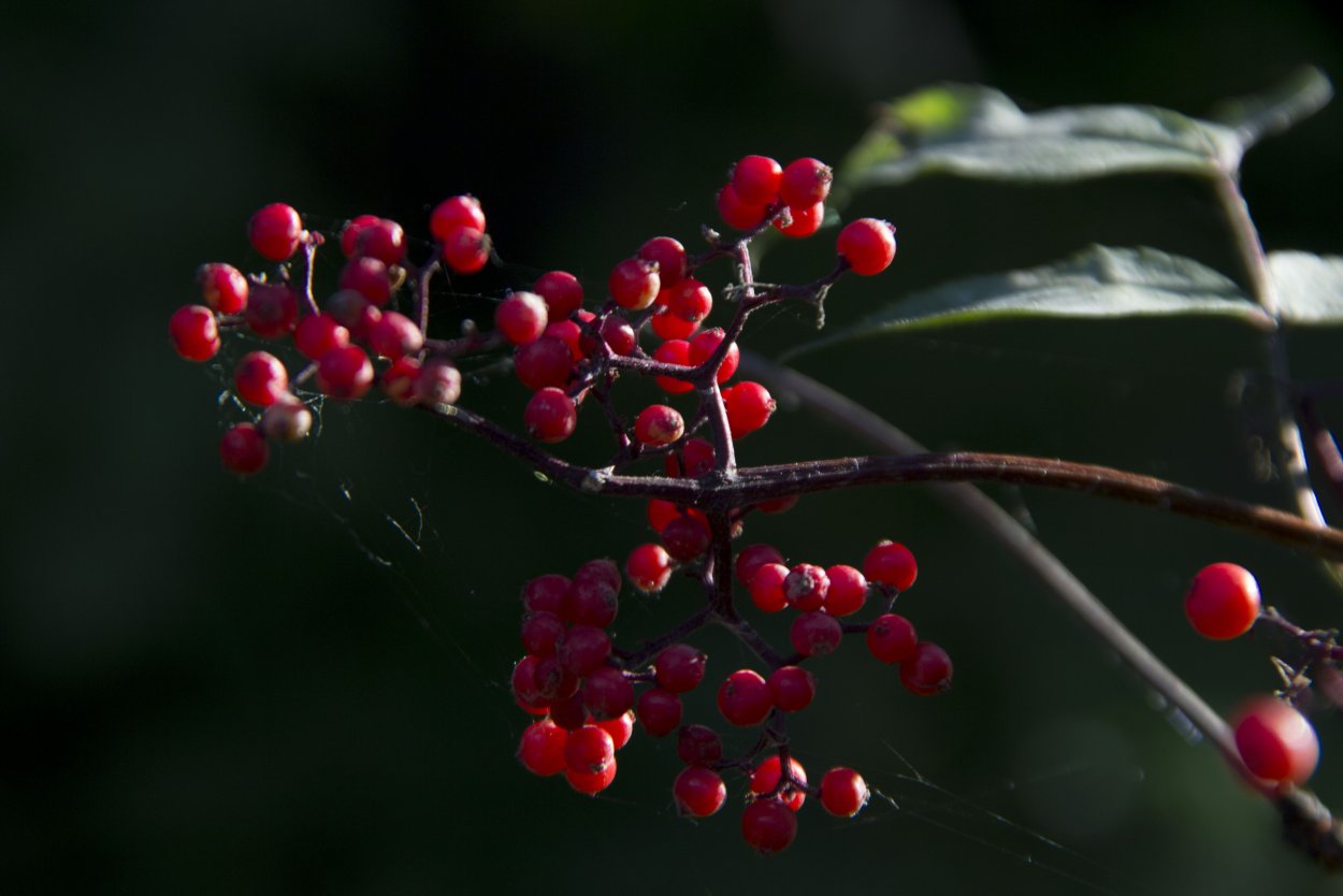 Волчья ягода ветка