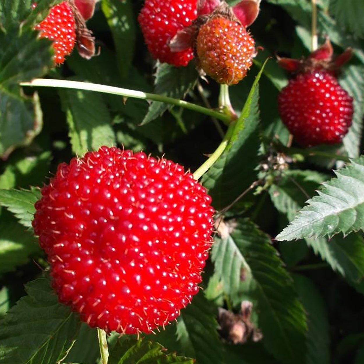 Малина Земляничная (тибетская малина)