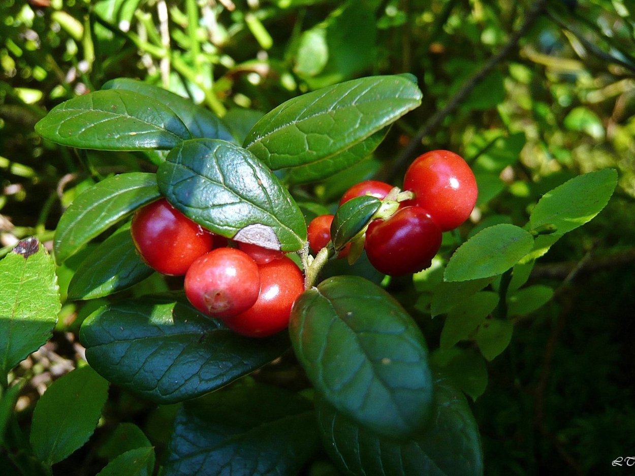 Брусника костяника ягода