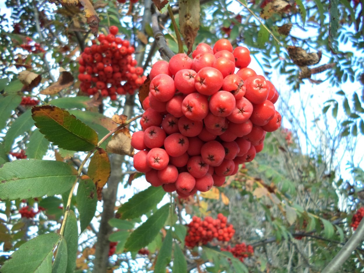 Sorbus vilmorinii
