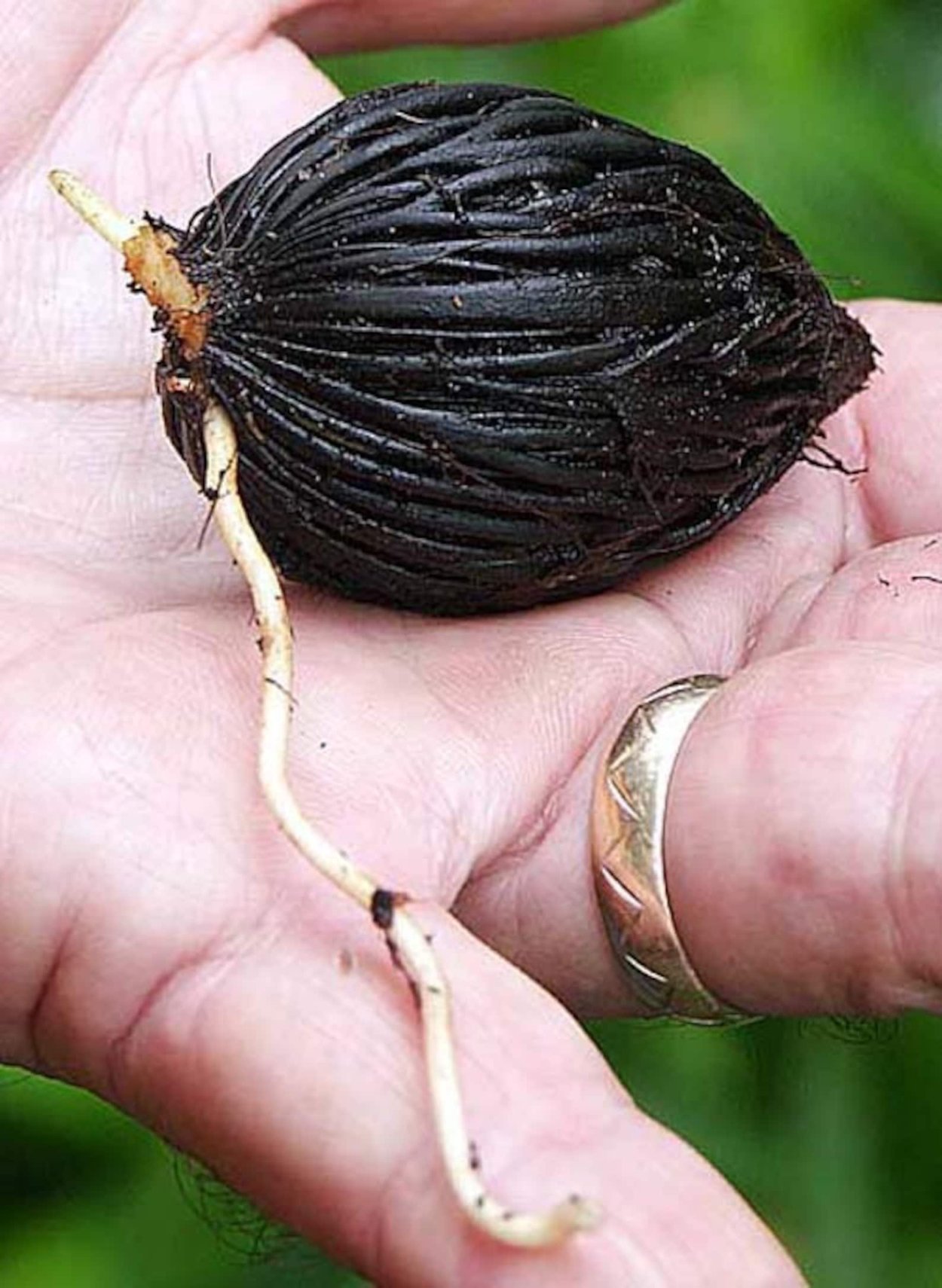 Семена пальмы Лисий хвост