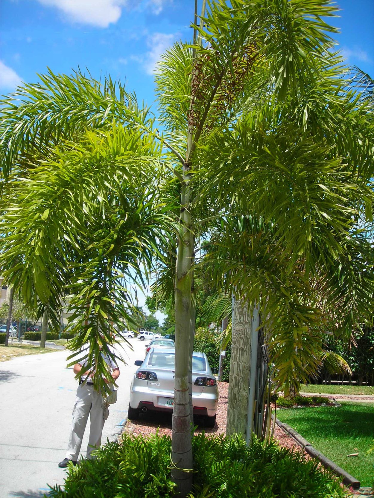 Пальма Лисий хвост Wodyetia bifurcata