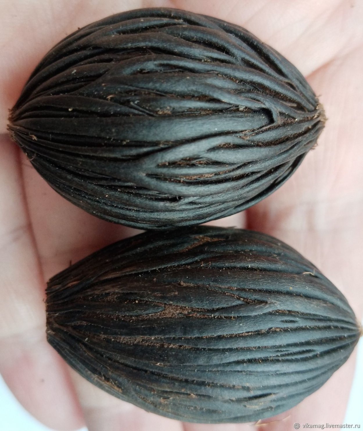 Семена пальмы Лисий хвост