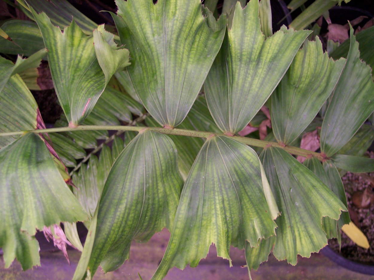 Пальма Лисий хвост