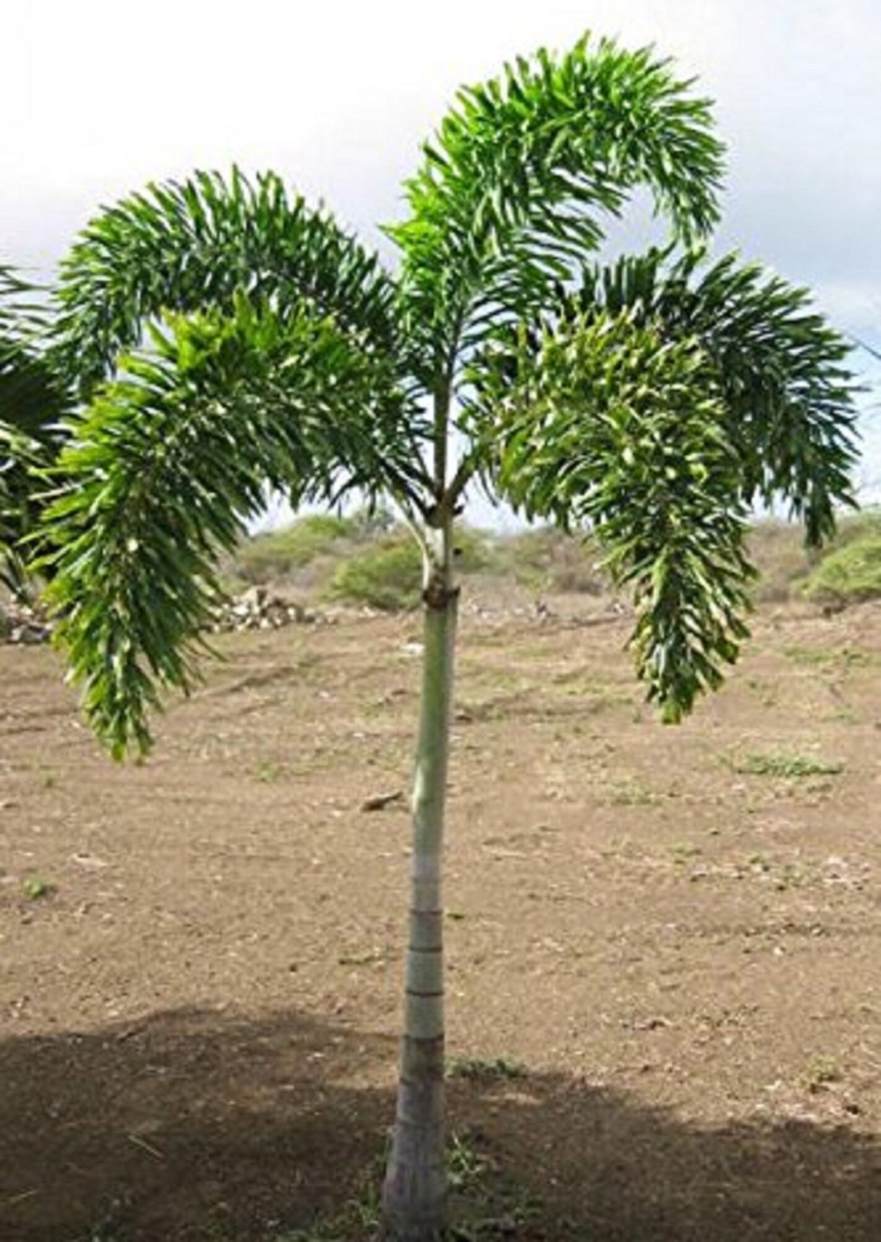 Wodyetia bifurcata - Водиетия, "Лисий хвост"