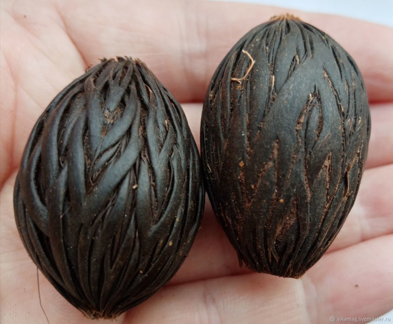 Лисий хвост Пальма плоды