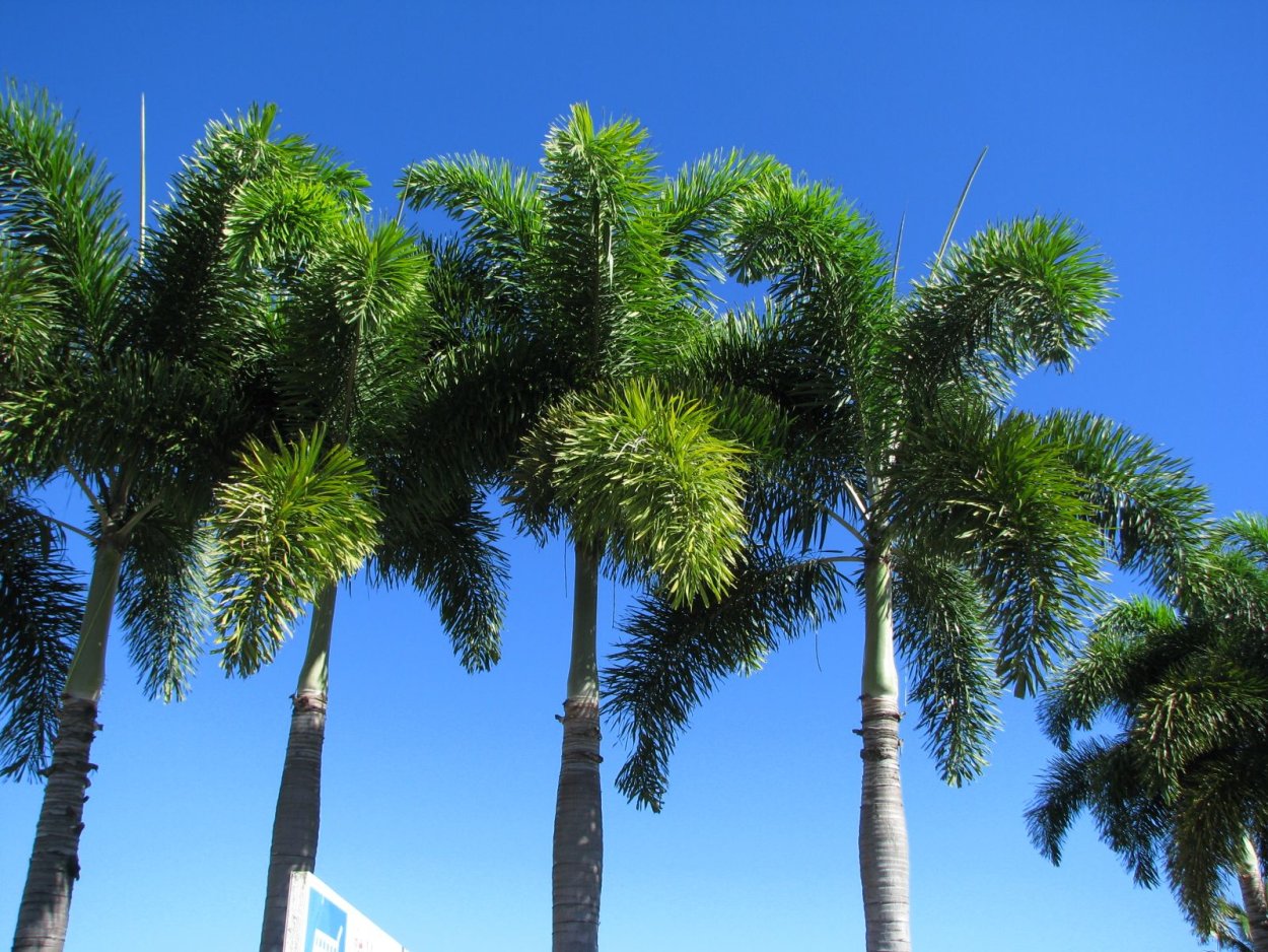 Пальма Wodyetia bifurcata