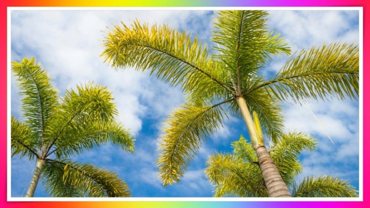 Пальма Лисохвост