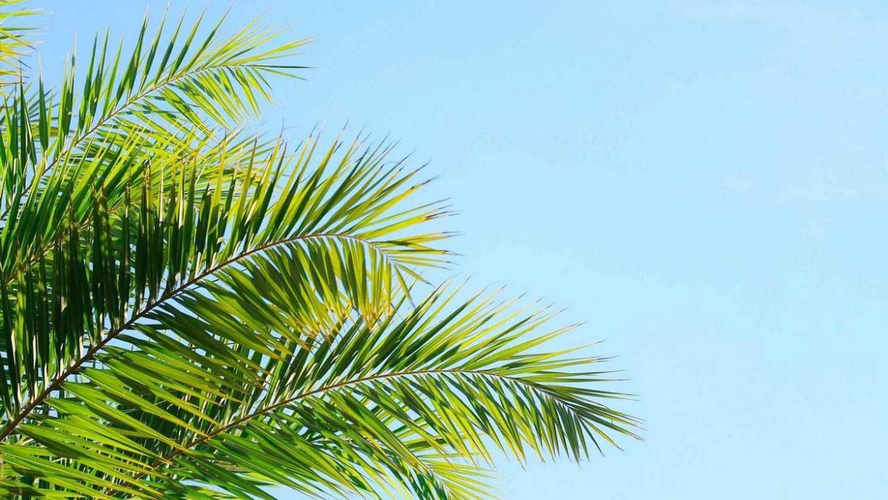 Лист пальмы