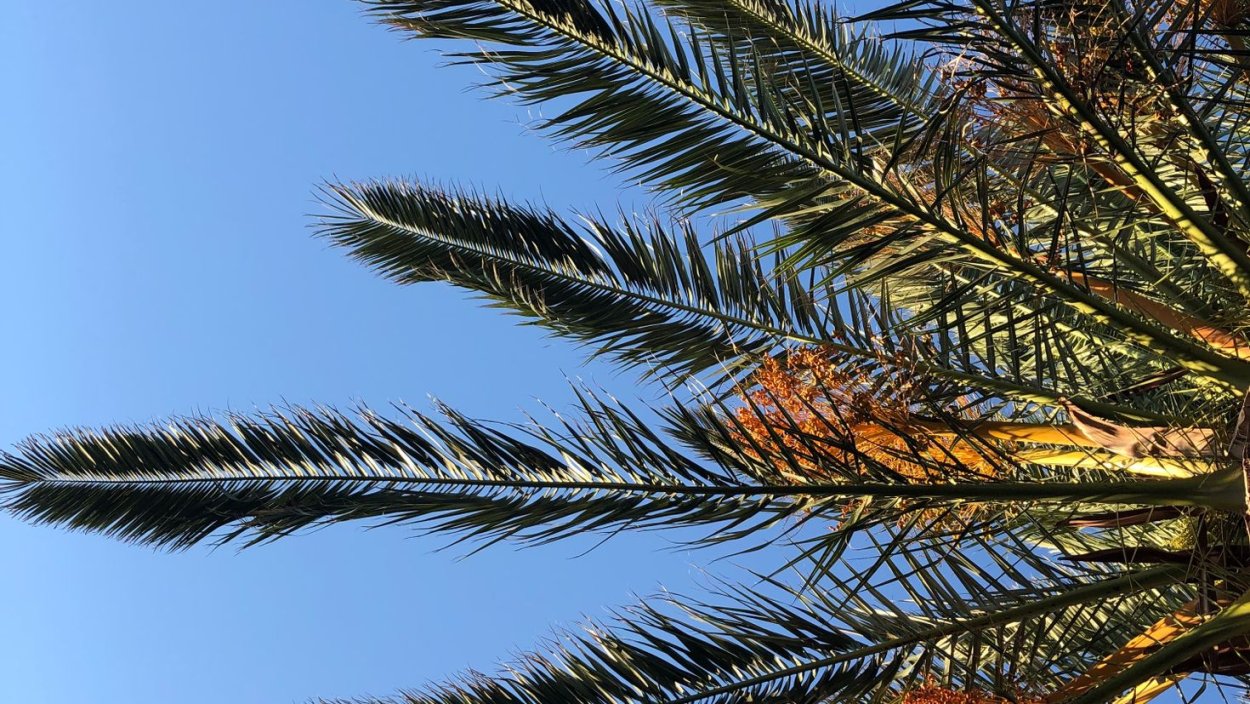 Обои пушистые ветки пальмы