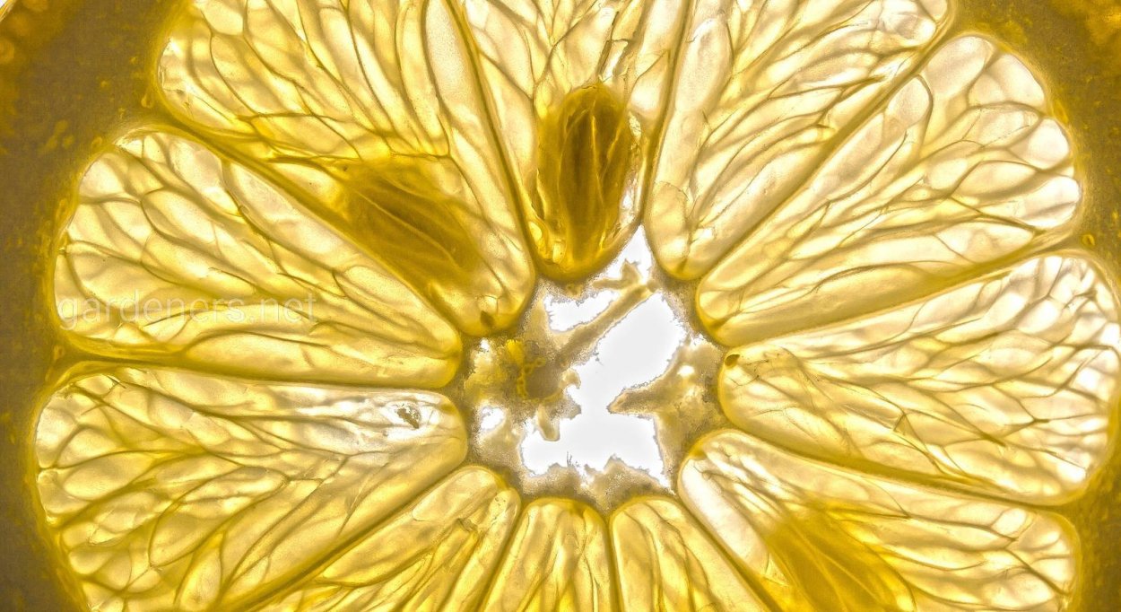 Срез лимона