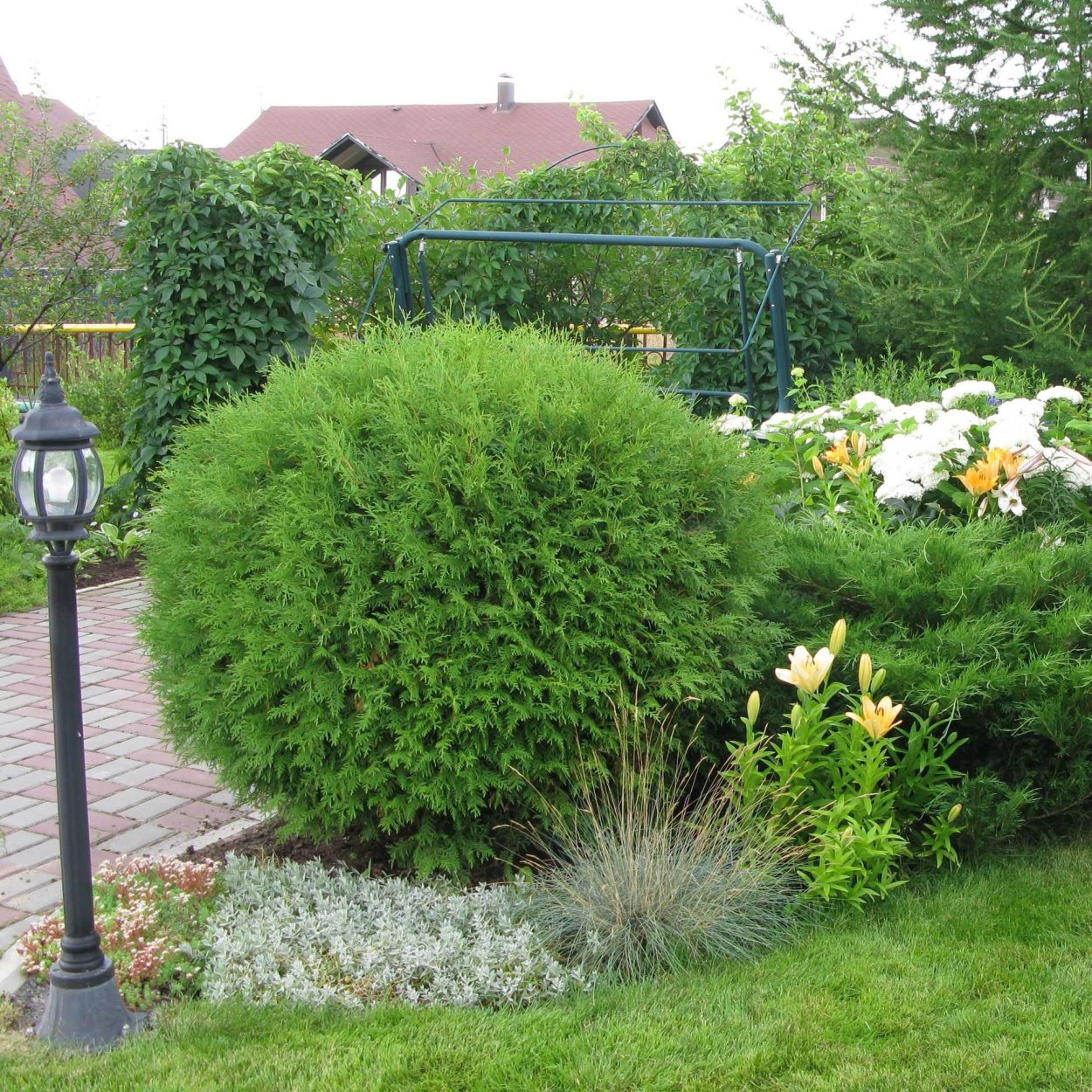 Туя шаровидная Глобоза