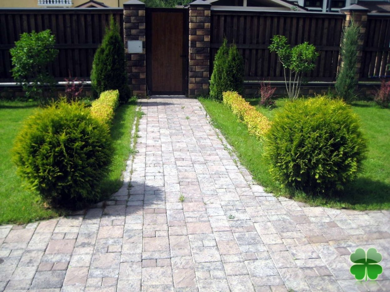 Туя Даника бордюр