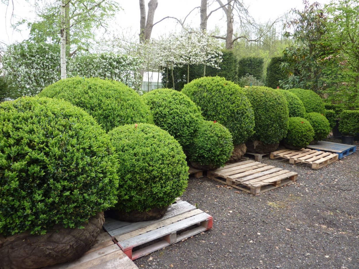 Самшит вечнозеленый шаровидный