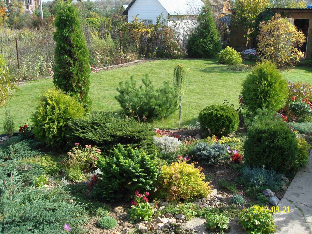 Туя Даника в миксбордере