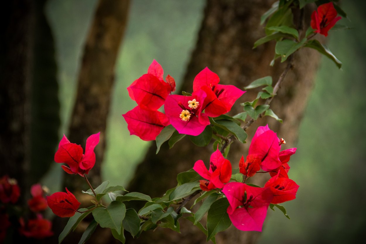 Бугенвиллия Пенелопа фото