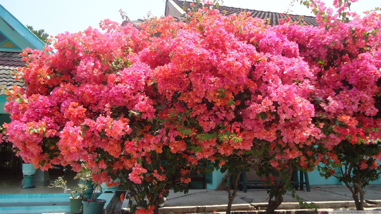 Бугенвиллия махровая дерево