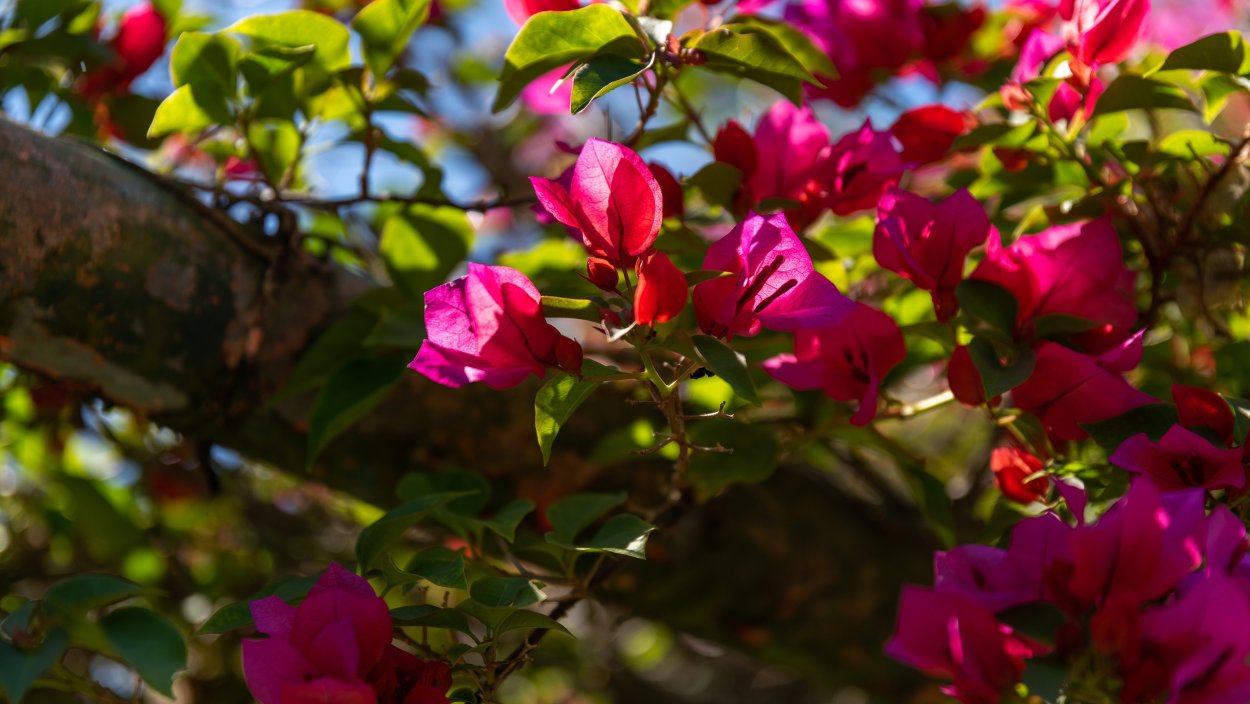 Бугенвиллия бумажное дерево