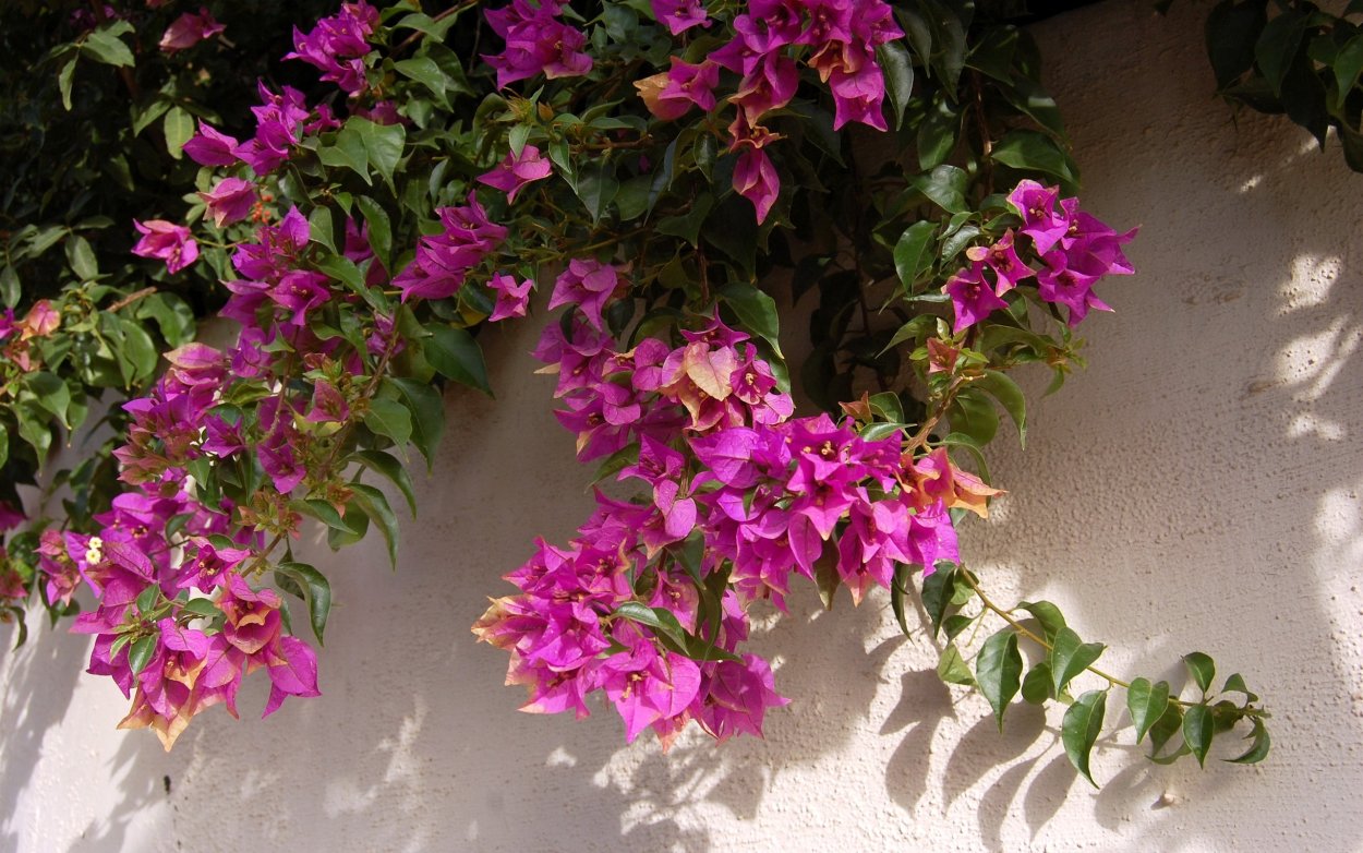 Клематис бугенвиллия