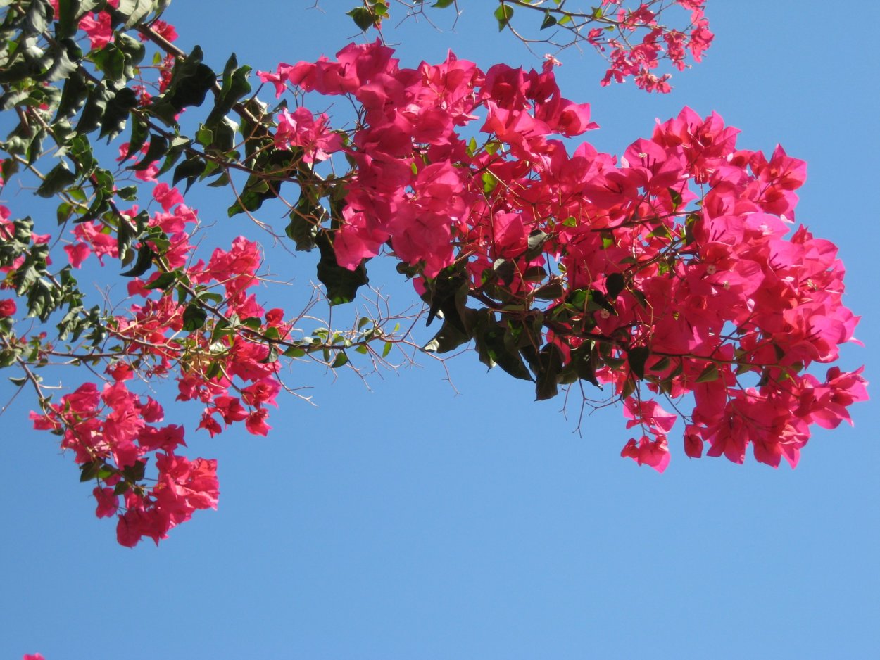 Кипрская бугенвиллия