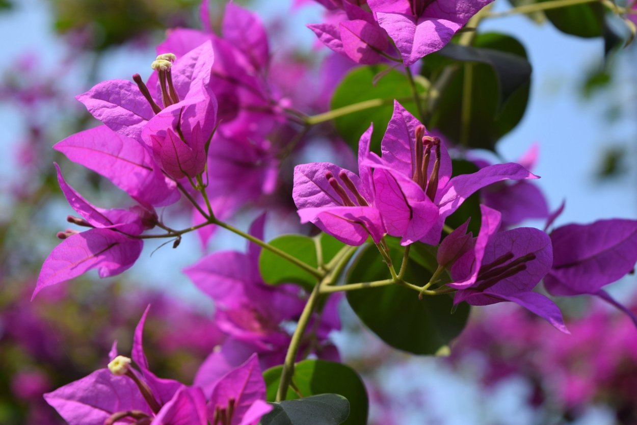 Бугенвиллия Lila variegata