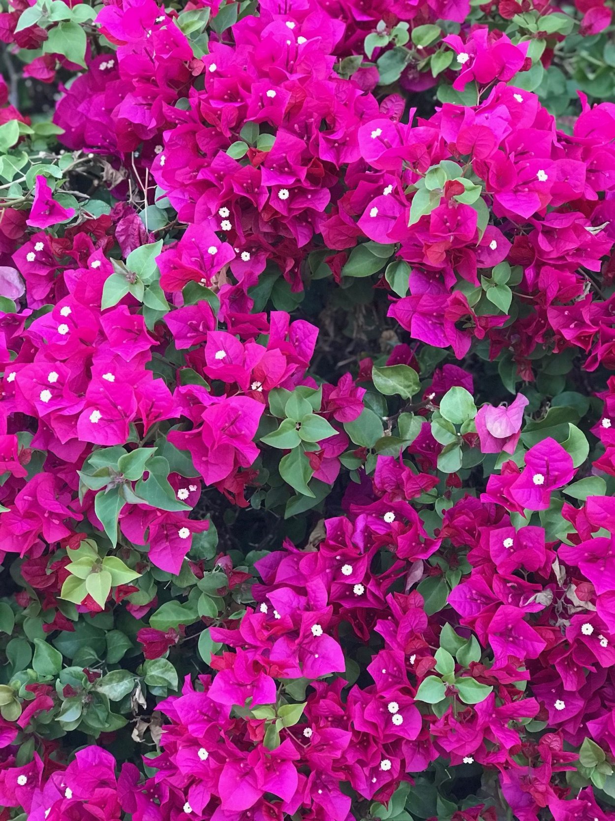 Бугенвиллия фуксия