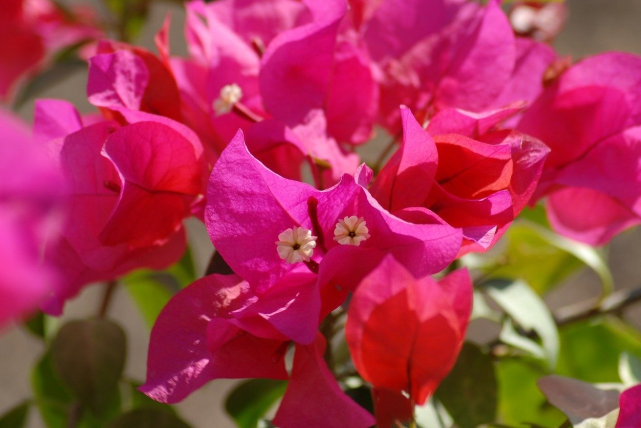Crimson Red бугенвиллия