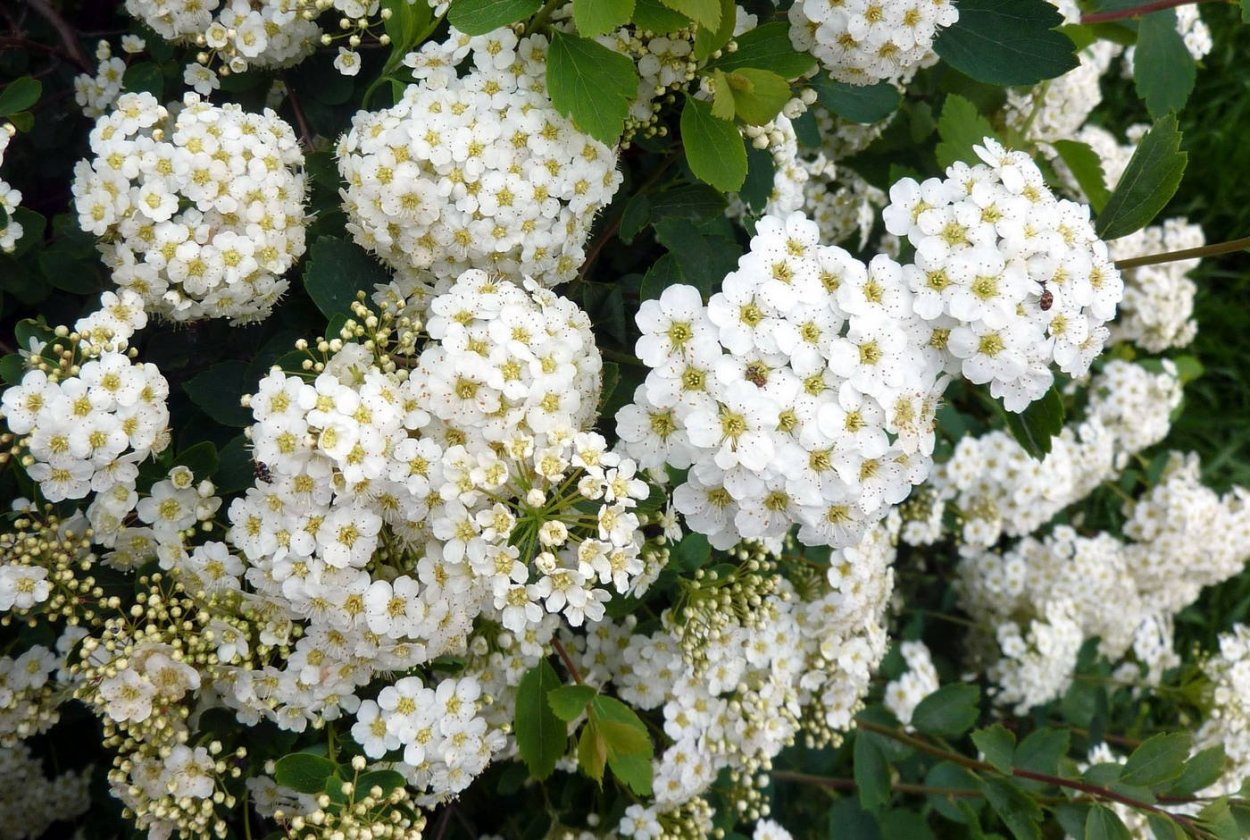 Снежноягодник белый цветение