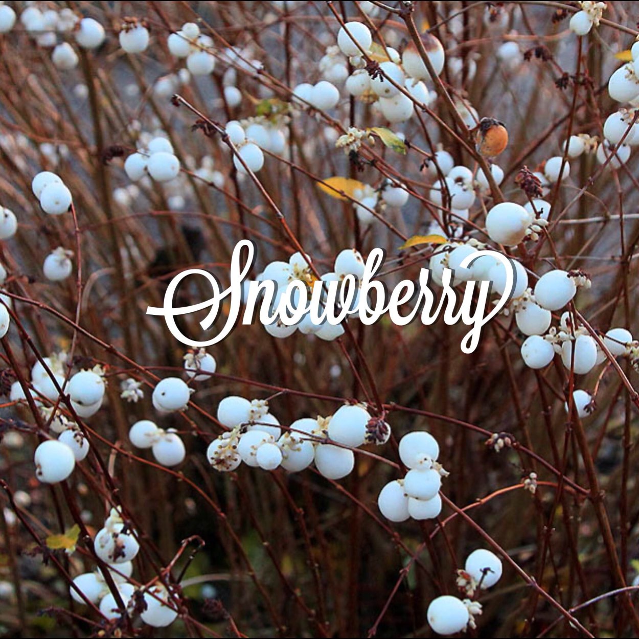 Снежноягодник белый