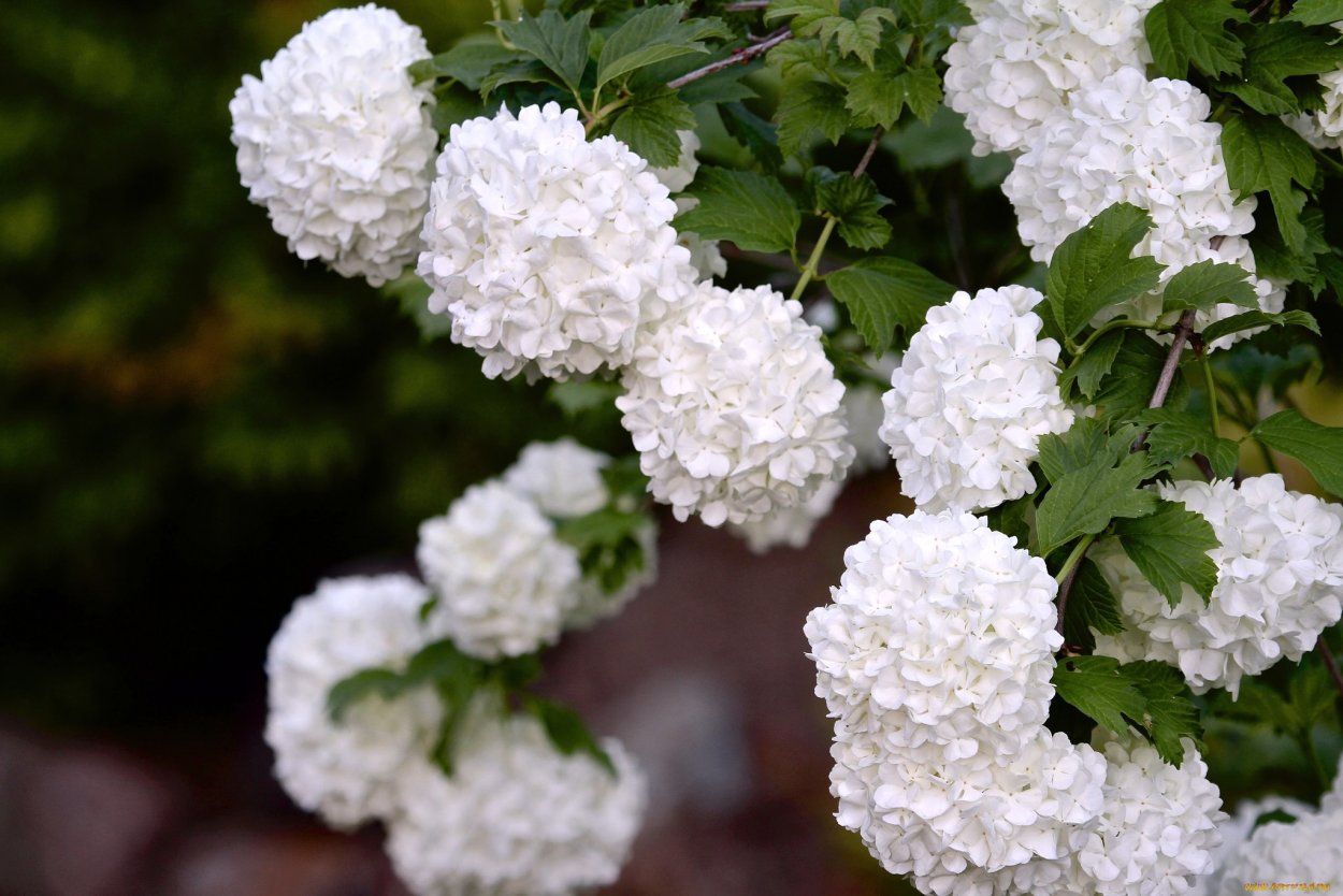 Калина декоративная бульденеж