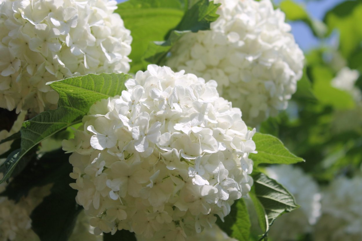 Калина Цветущая бульденеж