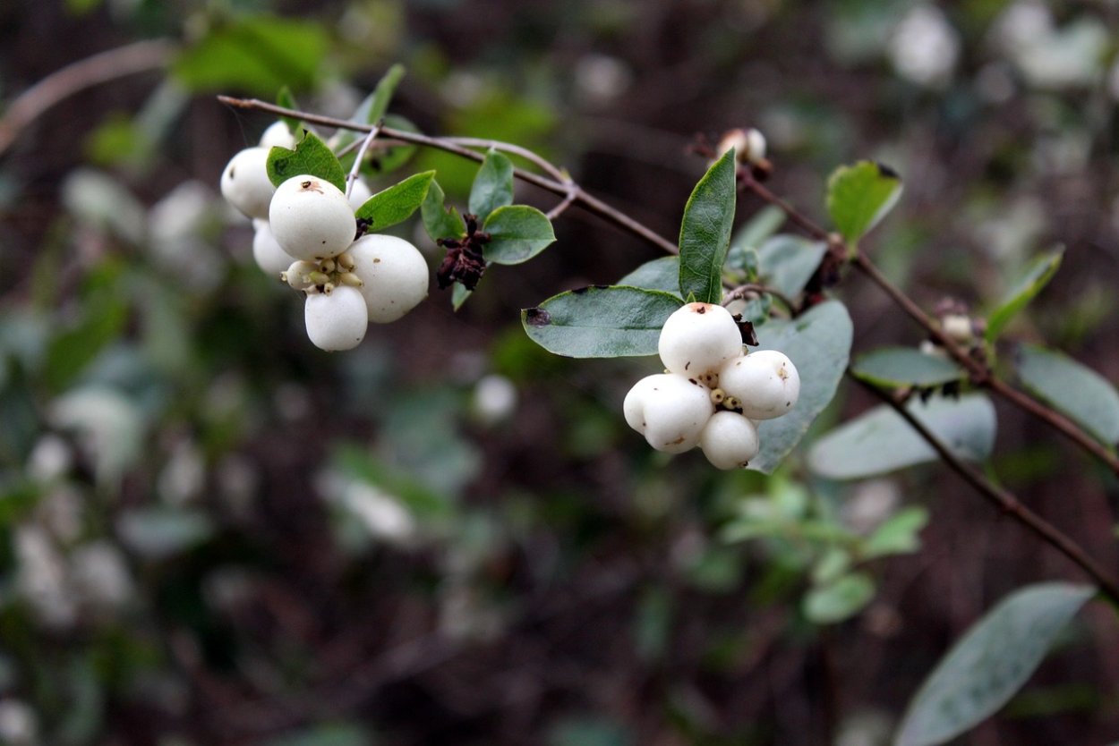 Немой снежник