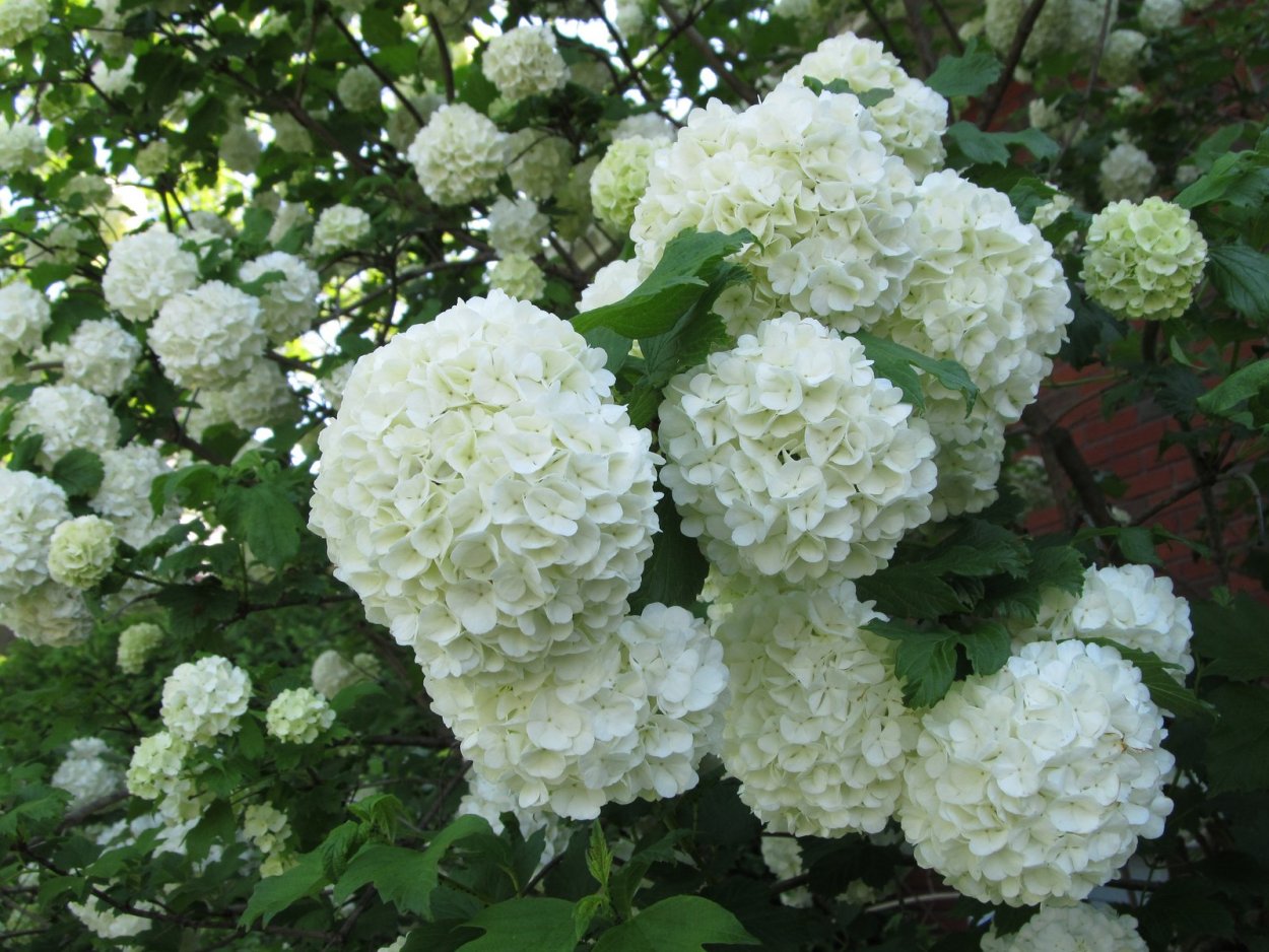 Калина декоративная бульденеж