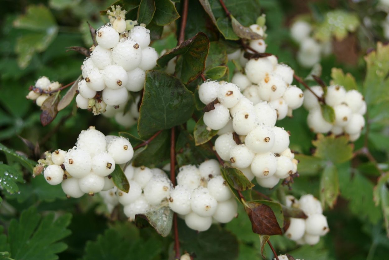 Снежноягодник куст