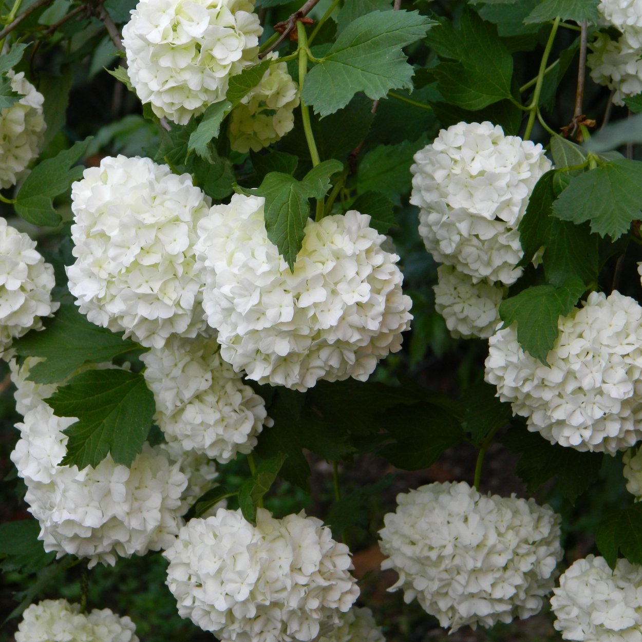 Калина декоративная Грин черри