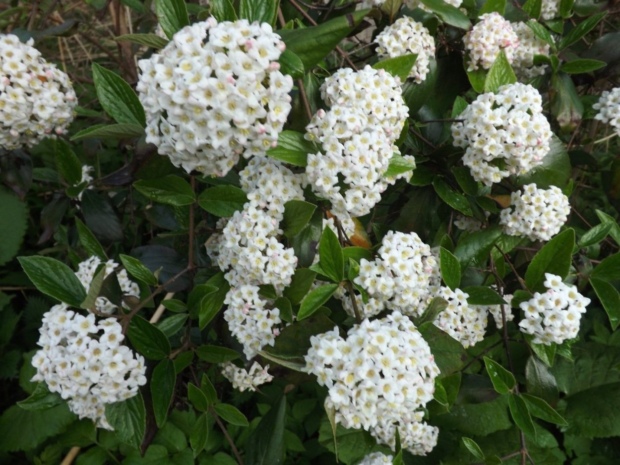 Кустарник с белыми гроздьями