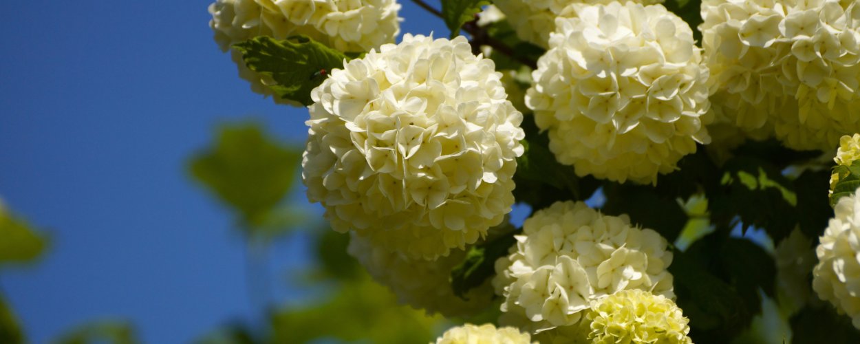 Калина бульденеж розовая