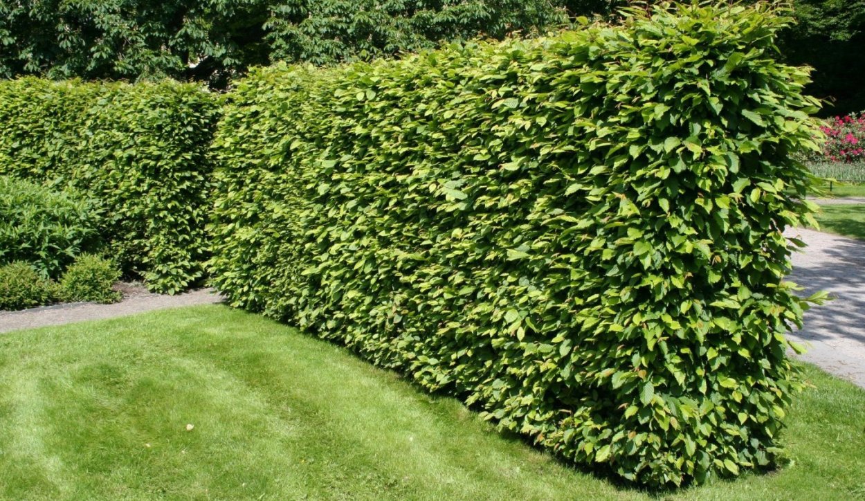 Carpinus betulus изгородь