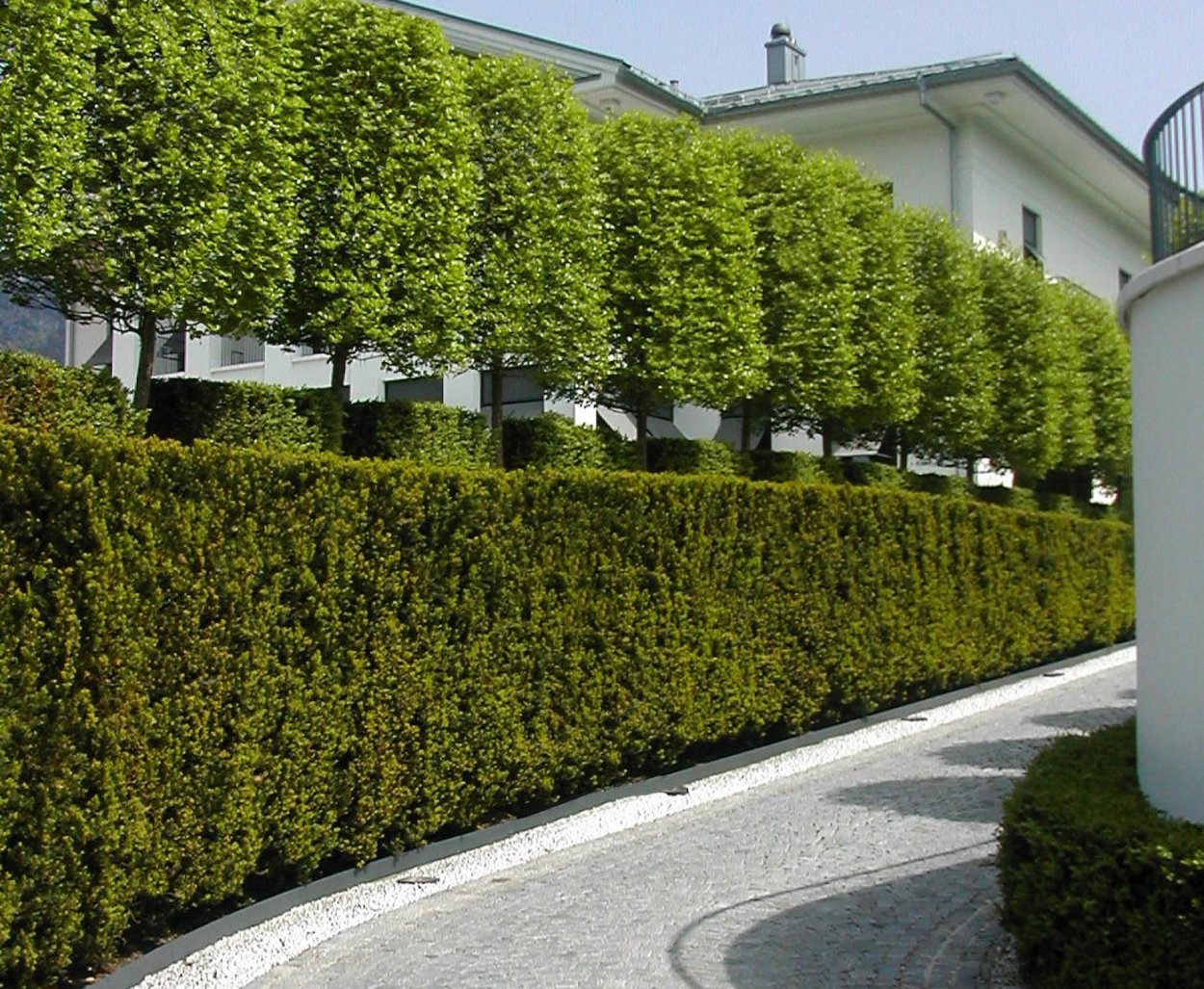 Изгородь из туи Смарагд