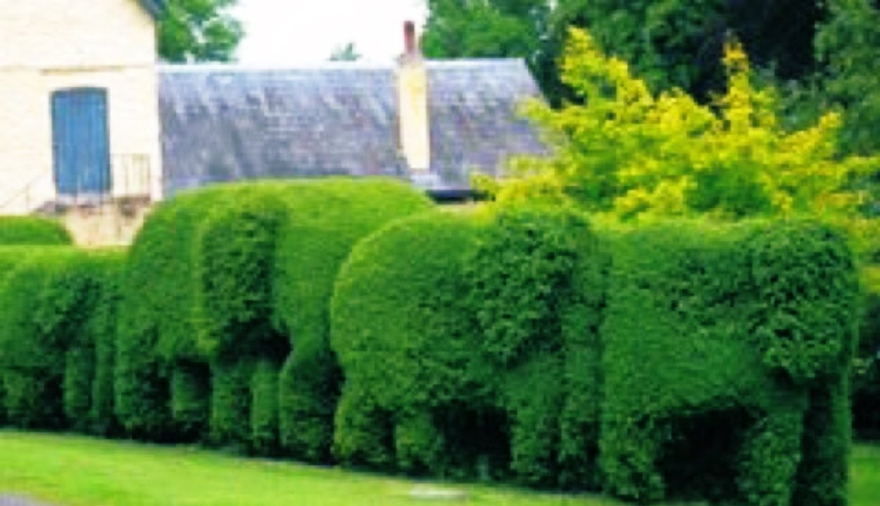 Тис для живой изгороди быстрорастущие