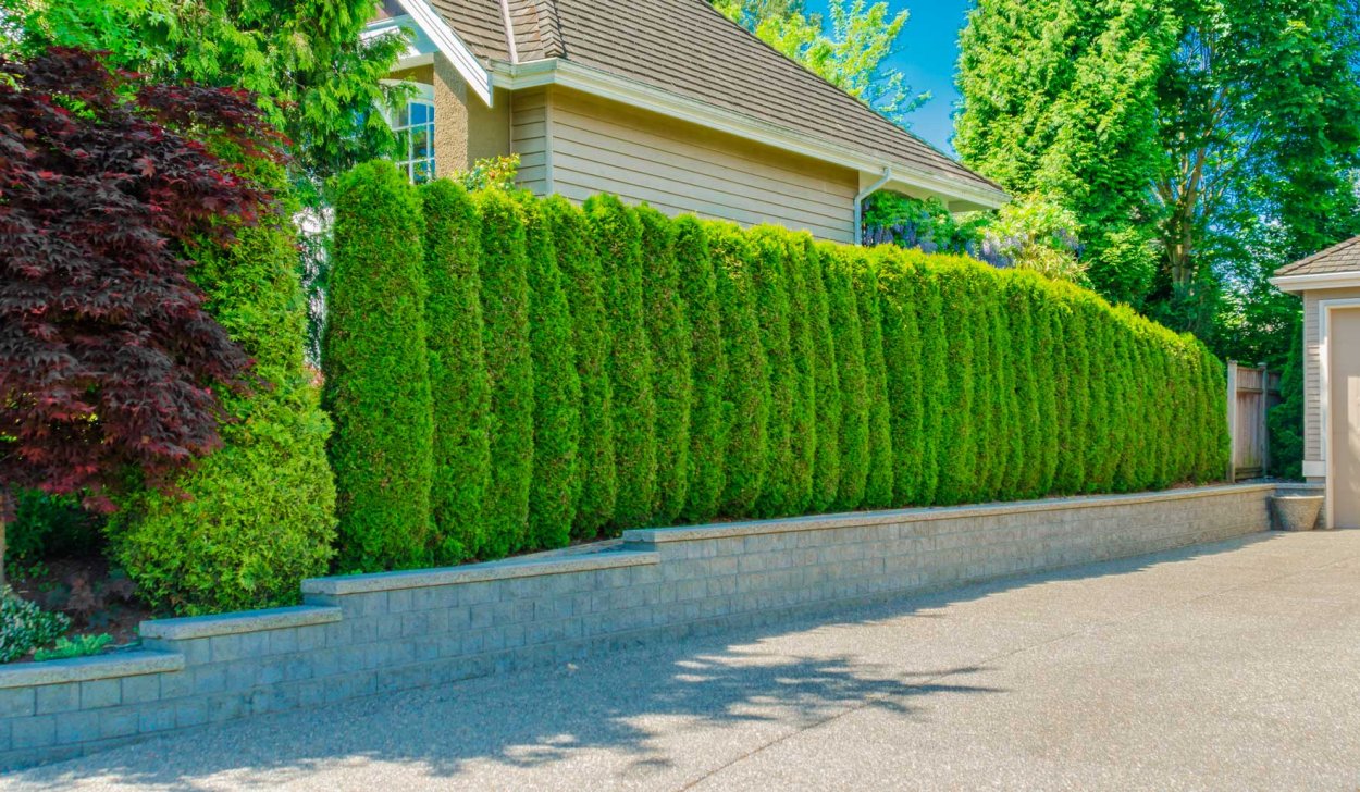 Туя Биота Живая изгородь