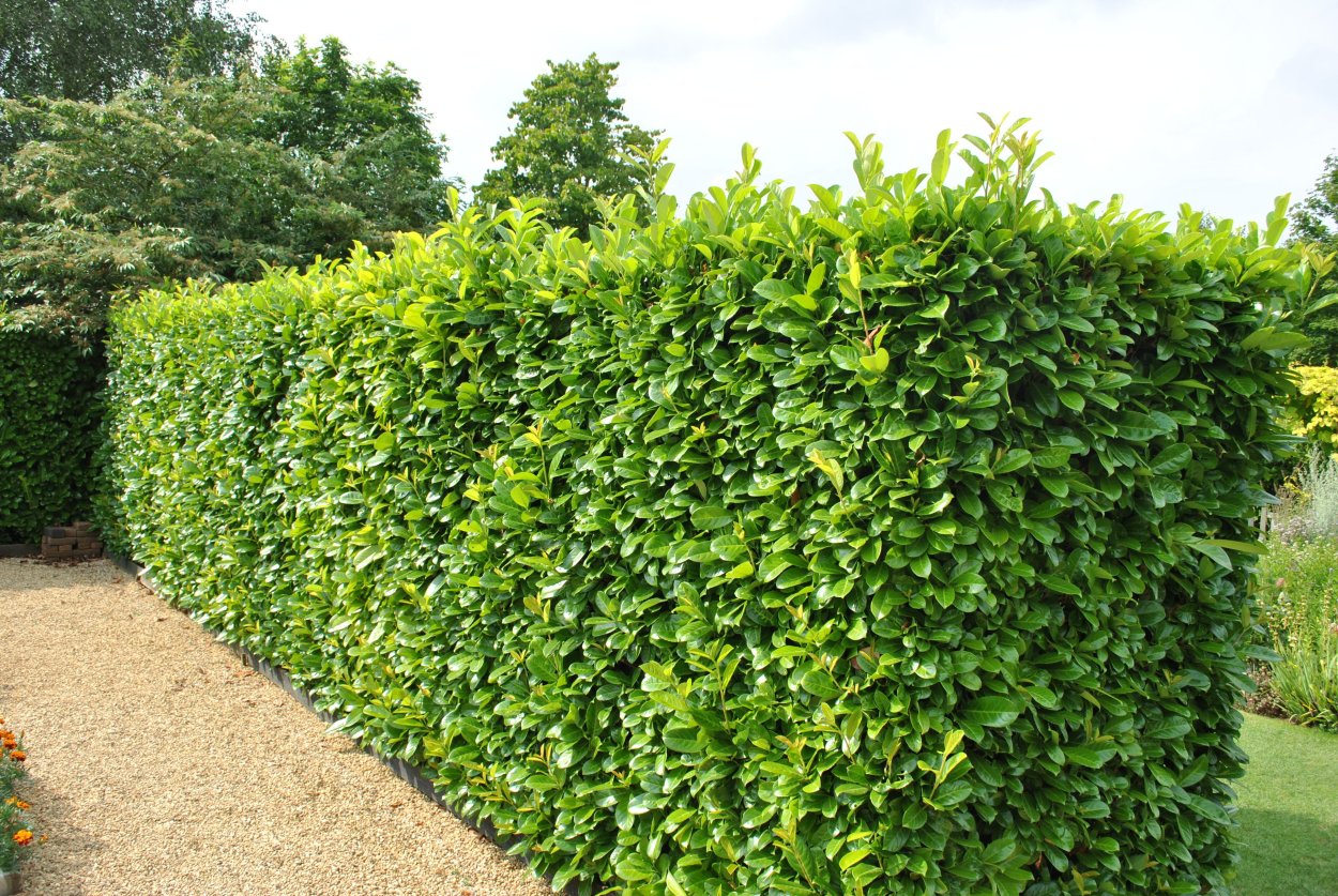 Лавровишня изгородь